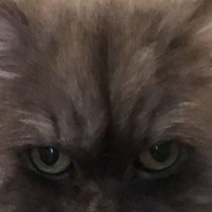 Meet your Posher, Guylaine